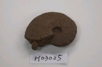 藏品(小菊石化石)的圖片